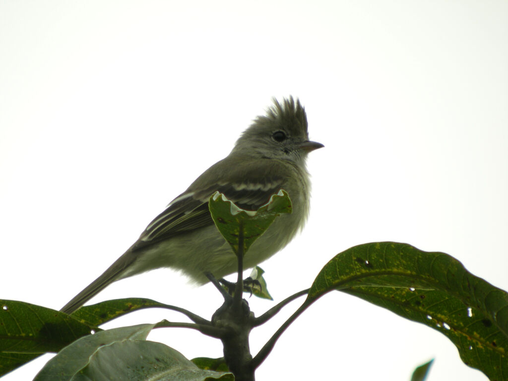 Yellow-bellied Elaenia