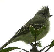 Yellow-bellied Elaenia