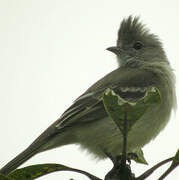 Yellow-bellied Elaenia