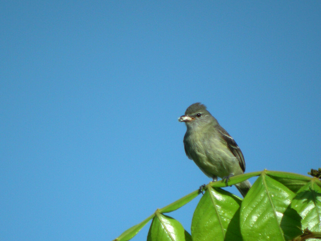 Yellow-bellied Elaenia