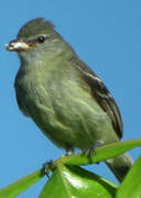 Yellow-bellied Elaenia