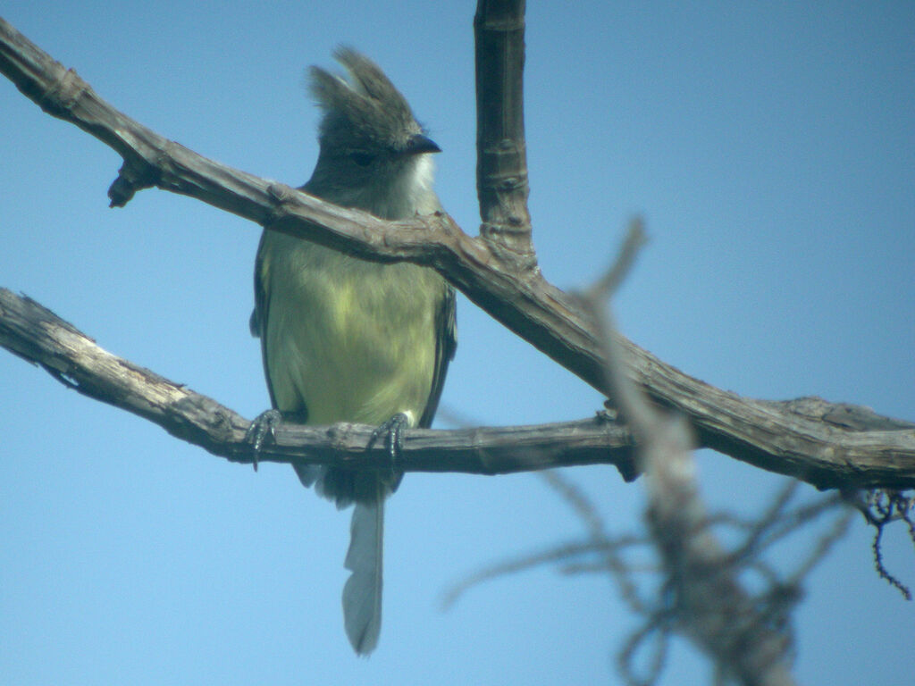 Yellow-bellied Elaenia