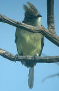 Yellow-bellied Elaenia