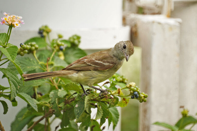 Yellow-bellied Elaenia