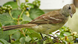 Yellow-bellied Elaenia