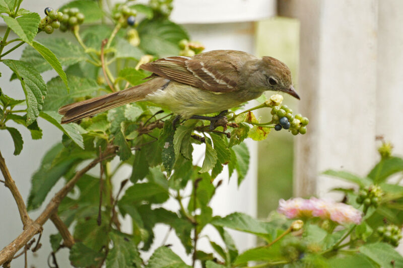 Yellow-bellied Elaenia