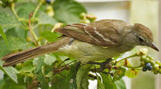 Yellow-bellied Elaenia