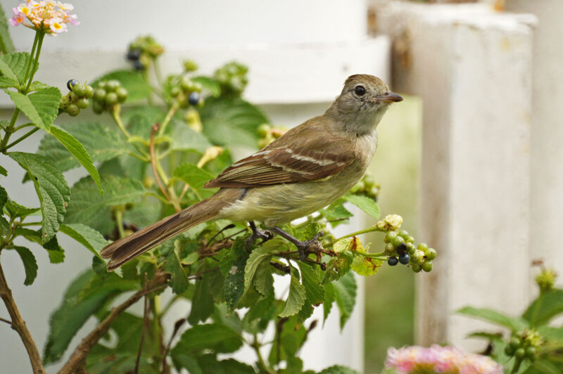 Yellow-bellied Elaenia