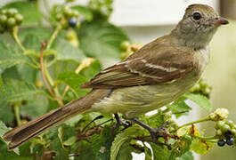 Yellow-bellied Elaenia