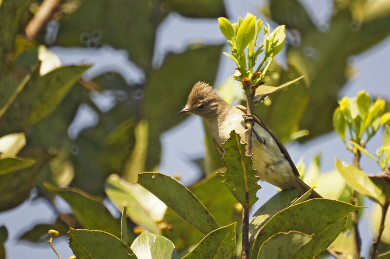 Yellow-bellied Elaenia