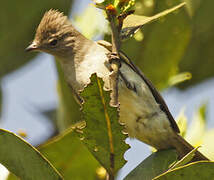 Yellow-bellied Elaenia