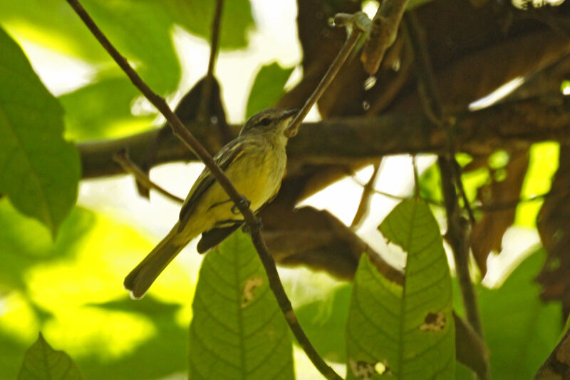 Forest Elaenia