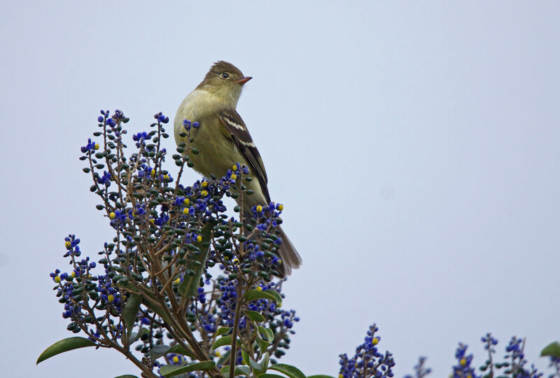 Sierran Elaenia