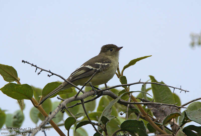 Élénie de Pallatangaadulte, identification