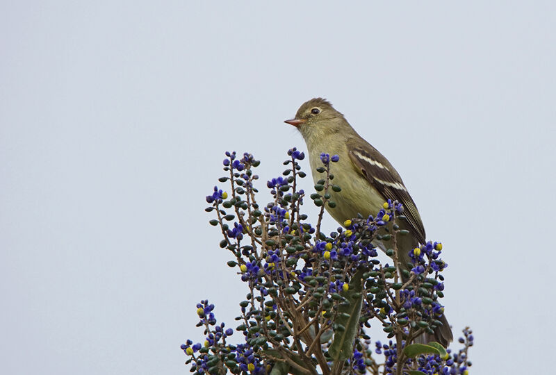 Sierran Elaenia