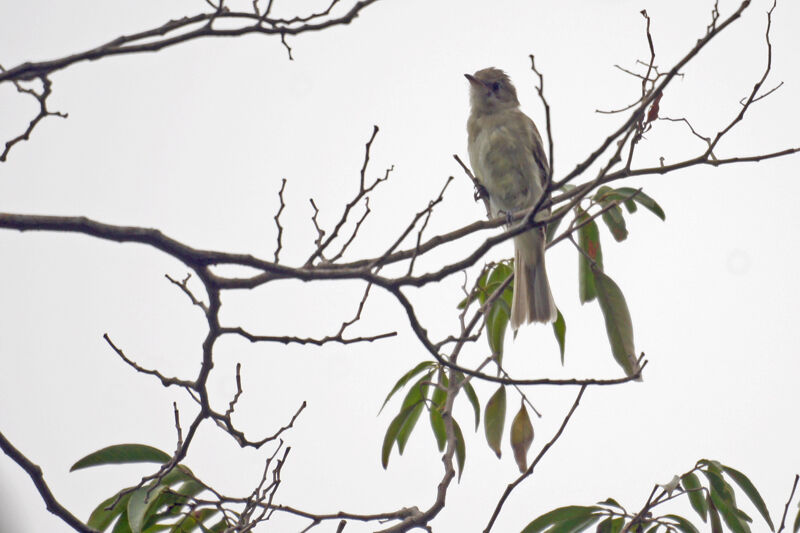 Lesser Elaenia