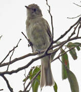 Lesser Elaenia