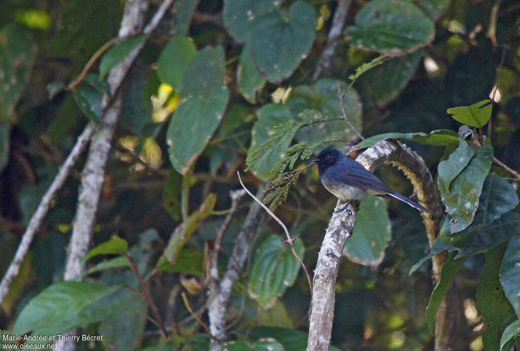 White-tailed Crested Flycatcher male adult, identification