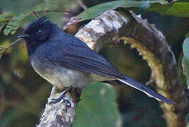 White-tailed Crested Flycatcher