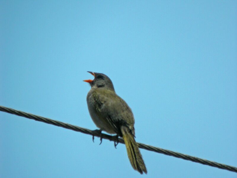 Pampa Finch