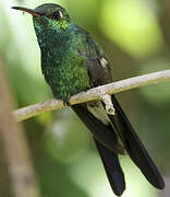 Cuban Emerald