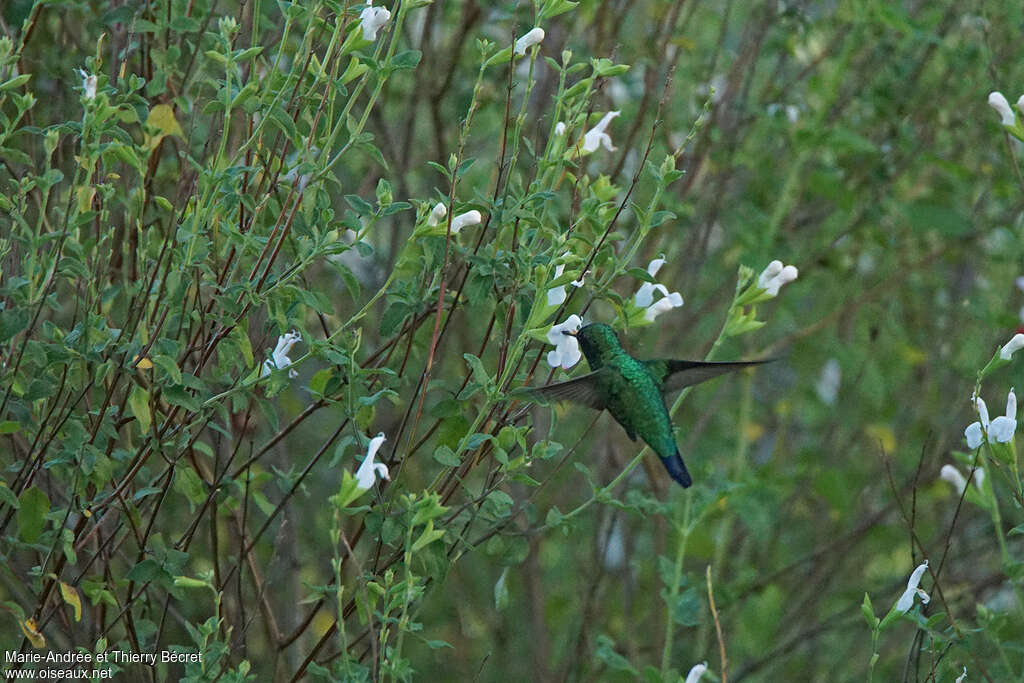 Western Emeraldadult, habitat, pigmentation, Flight, eats