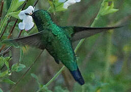 Western Emerald