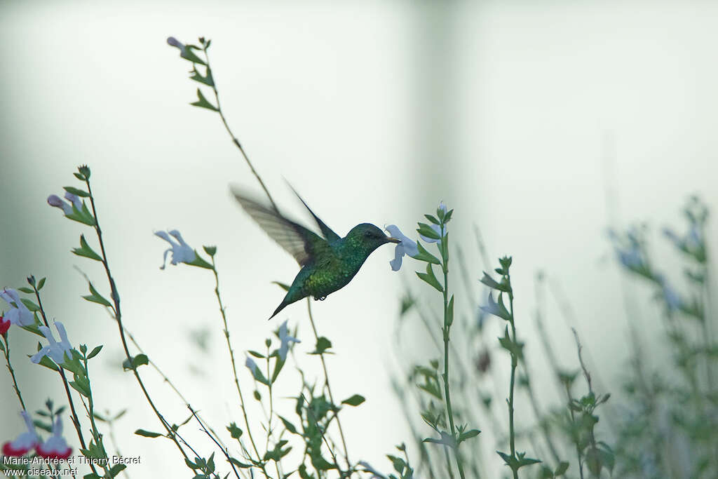 Western Emerald male adult, Flight, eats