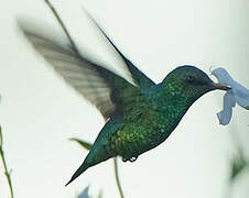 Western Emerald