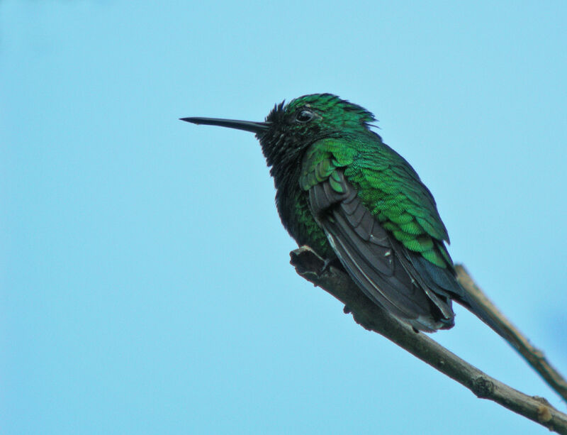 Garden Emerald