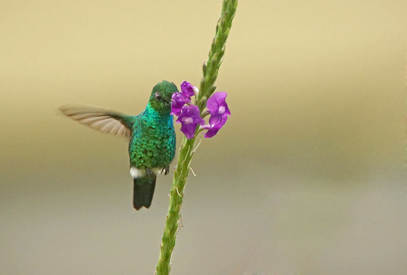 Blue-tailed Emerald