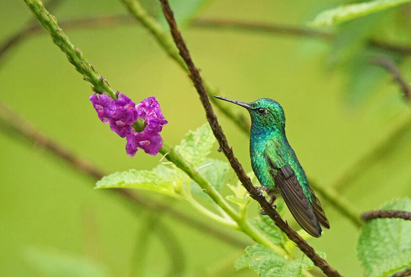 Blue-tailed Emerald