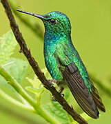 Blue-tailed Emerald