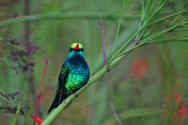 Glittering-bellied Emerald