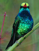 Glittering-bellied Emerald