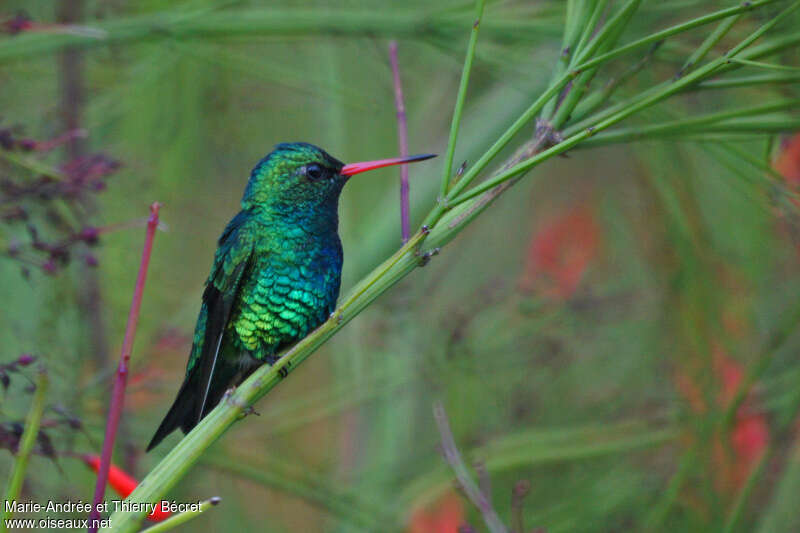 Glittering-bellied Emerald male adult, identification