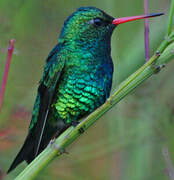 Glittering-bellied Emerald