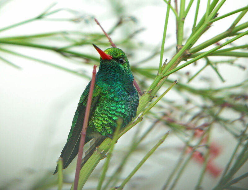 Glittering-bellied Emerald