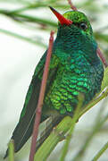 Glittering-bellied Emerald