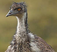 Emu