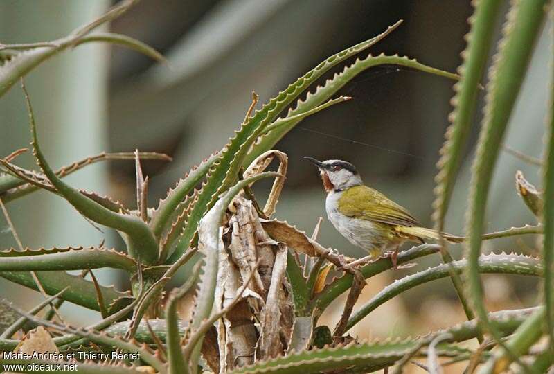 Grey-capped Warbler, identification