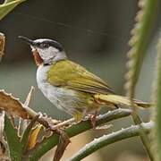 Grey-capped Warbler