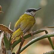 Grey-capped Warbler