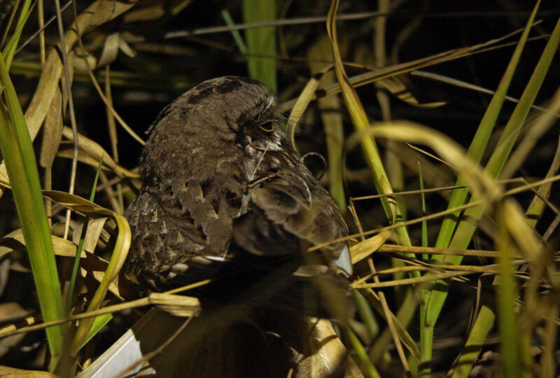 White-winged Nightjar