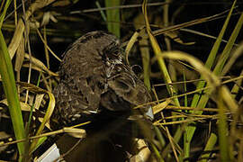 White-winged Nightjar