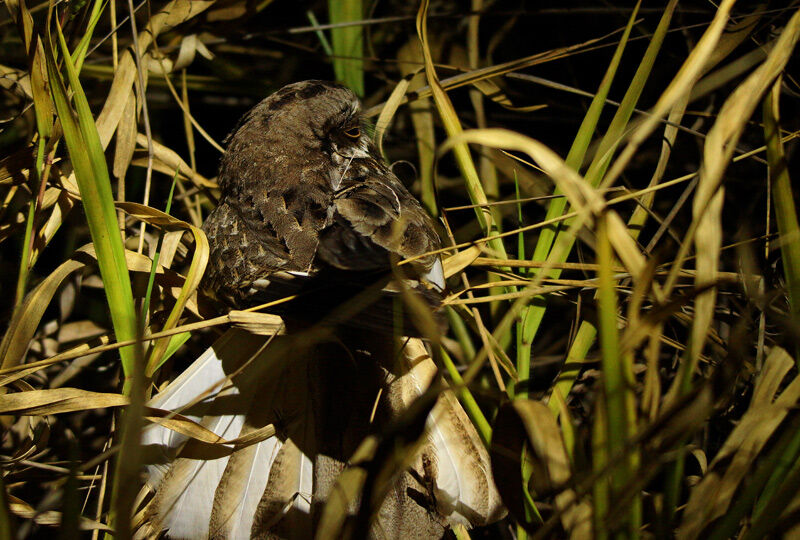 White-winged Nightjar