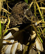 White-winged Nightjar