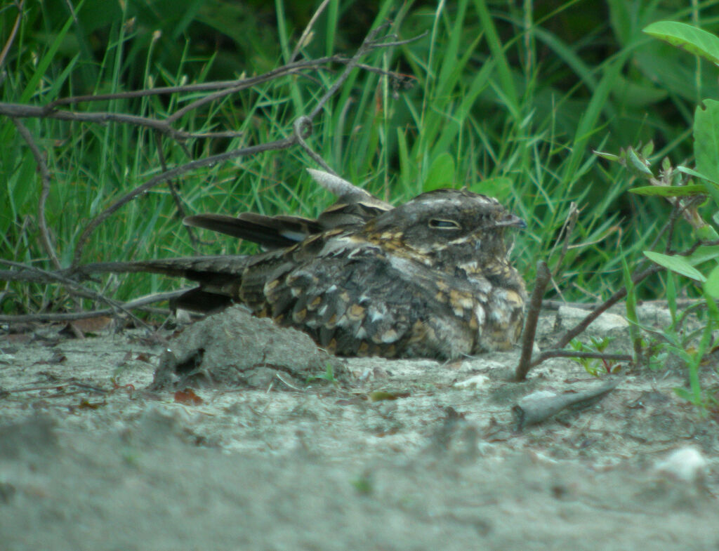 Savanna Nightjar