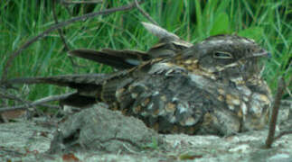 Savanna Nightjar