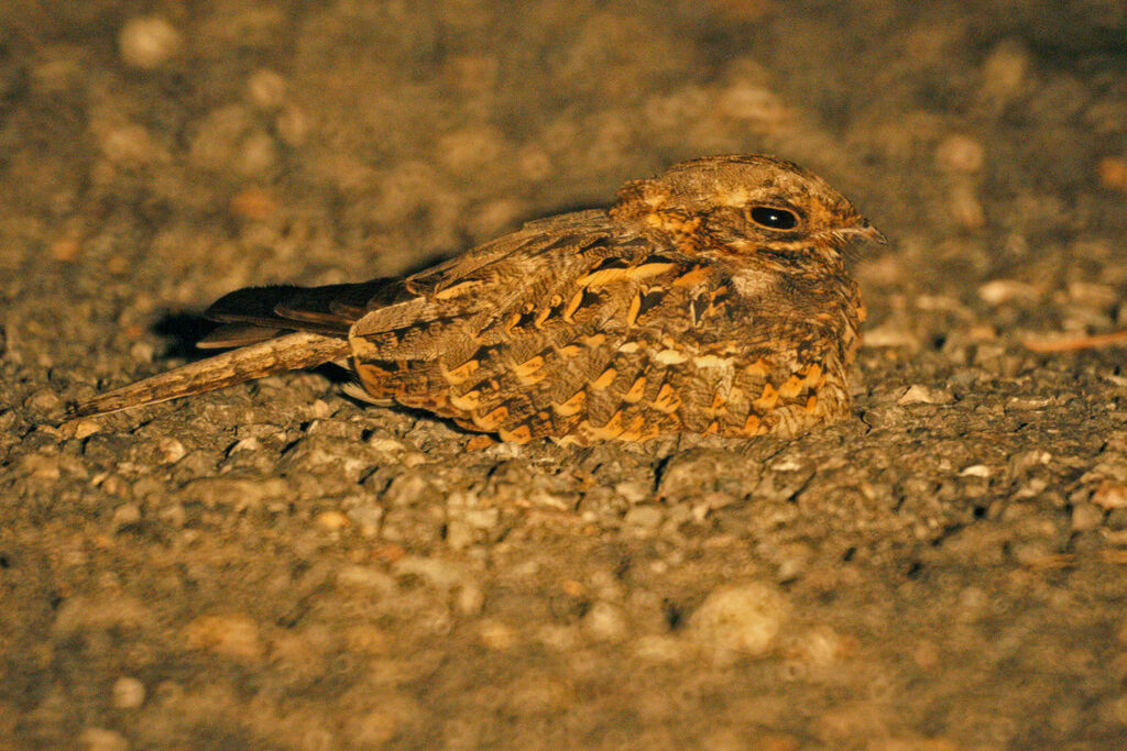 Savanna Nightjar